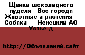 Щенки шоколадного пуделя - Все города Животные и растения » Собаки   . Ненецкий АО,Устье д.